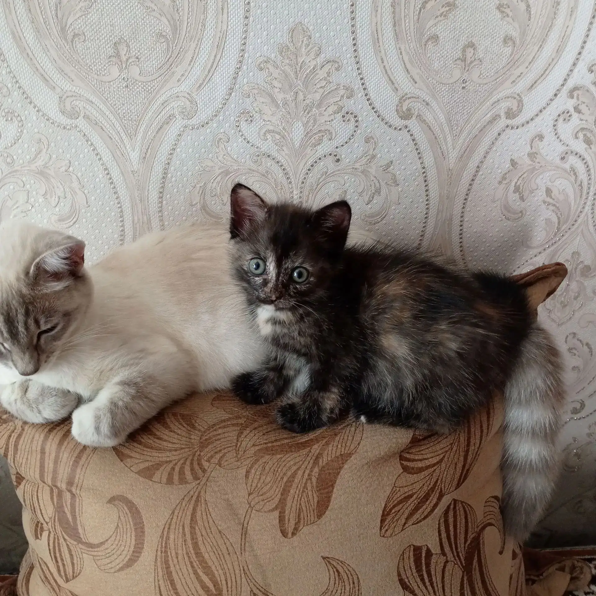 🐾