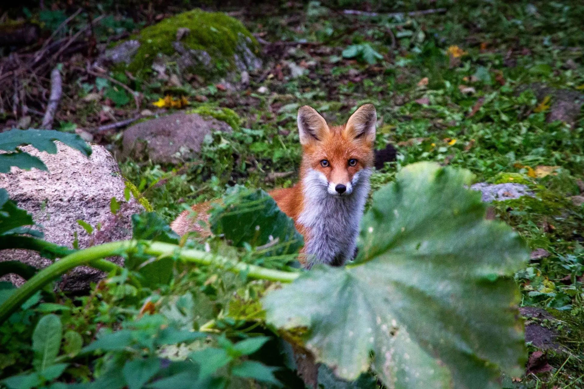 🦊🦊🦊
