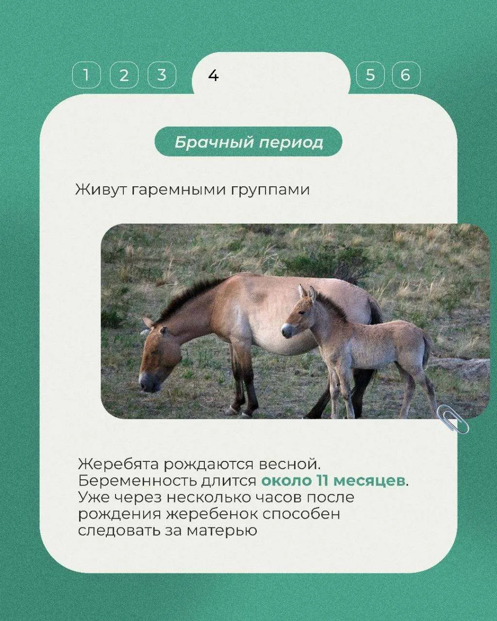 Сегодня в рубрике «Животные Красной книги» несколько фактов о лошади Пржевальского, дикой лошади, си