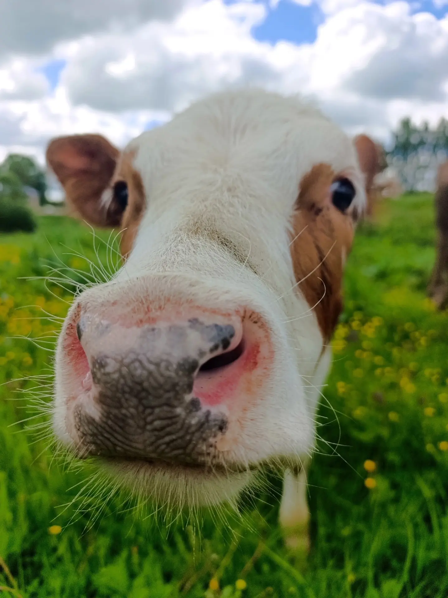 🐮График проведения профилактических мероприятий для сельскохозяйственных животных в ЛПХ на территор