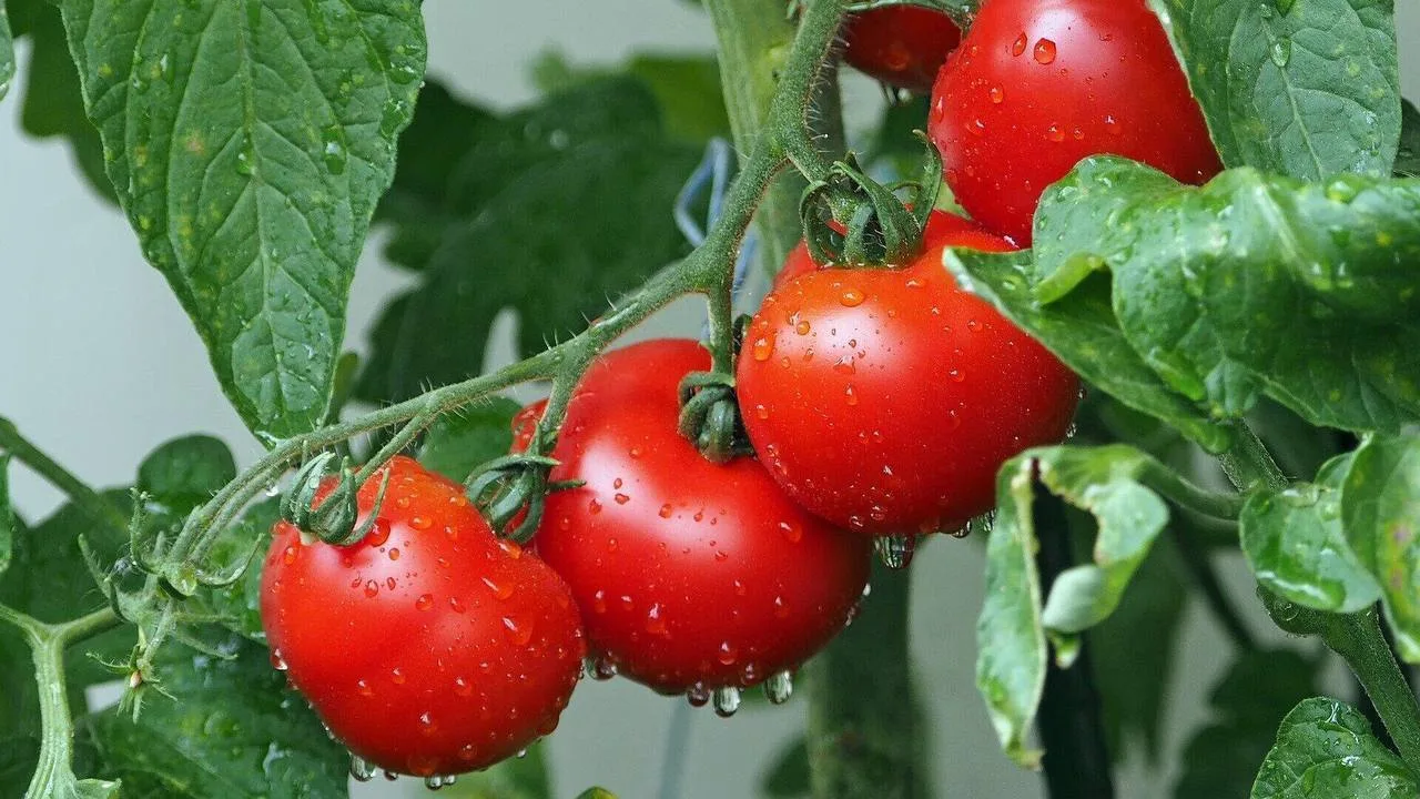 Маленькая шпаргалка по томатам 🍅