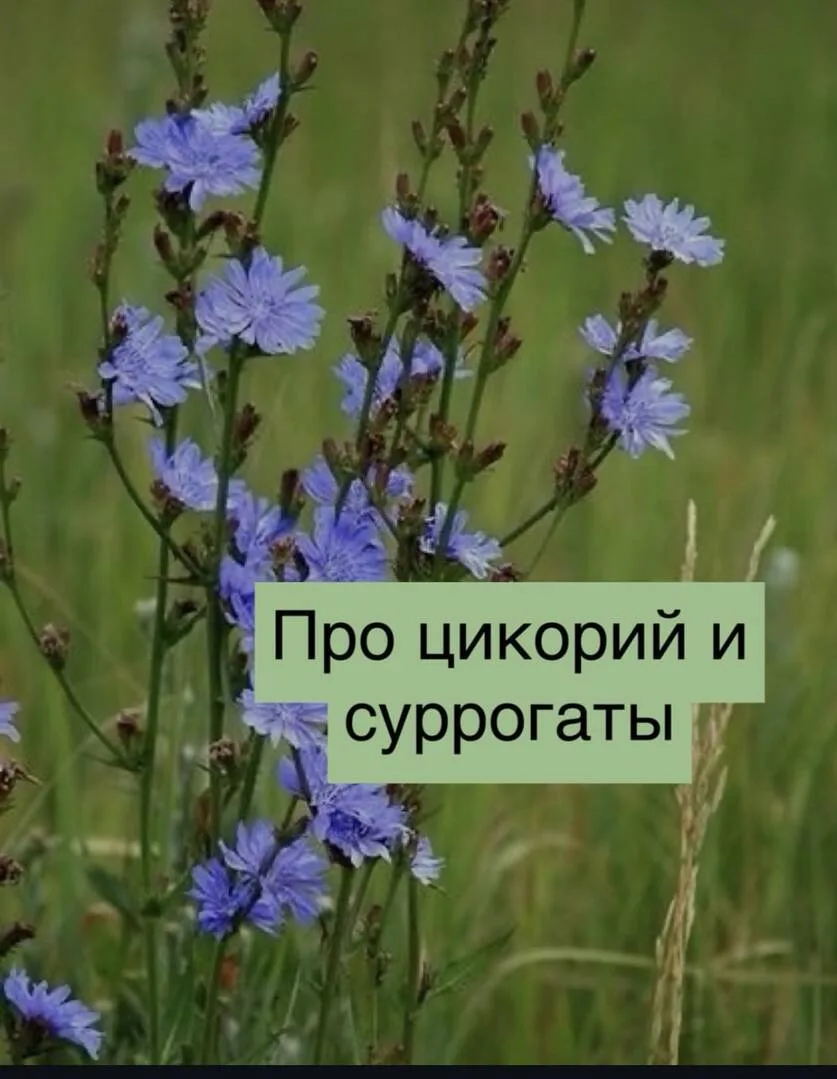 https://thixotraining.ru/forum/mezenrealizm-posty/pro-czikorij-i-surrogaty/
