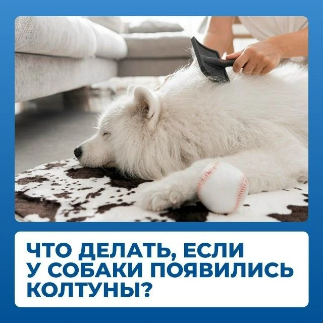 Колтуны – это плотные сгустки спутанных волос, образующиеся на шерсти животного. В них может скаплив