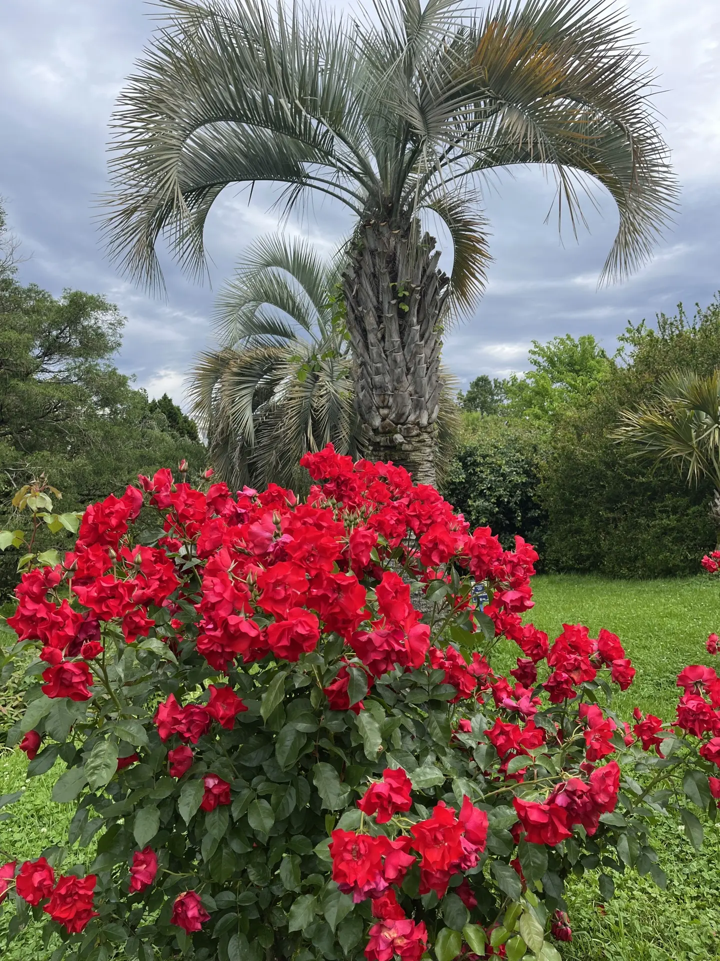 В «Южных культурах» продолжают цвести розы 🌹🤩