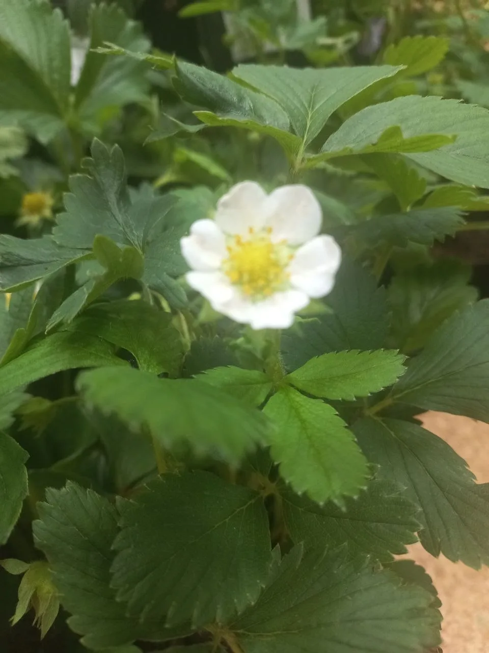 Новое земляничное поступление.
Сорта:
🍓Зенга зенгана
🍓Елизавета 2 ( ремонтантная)
🍓Чамора турусси