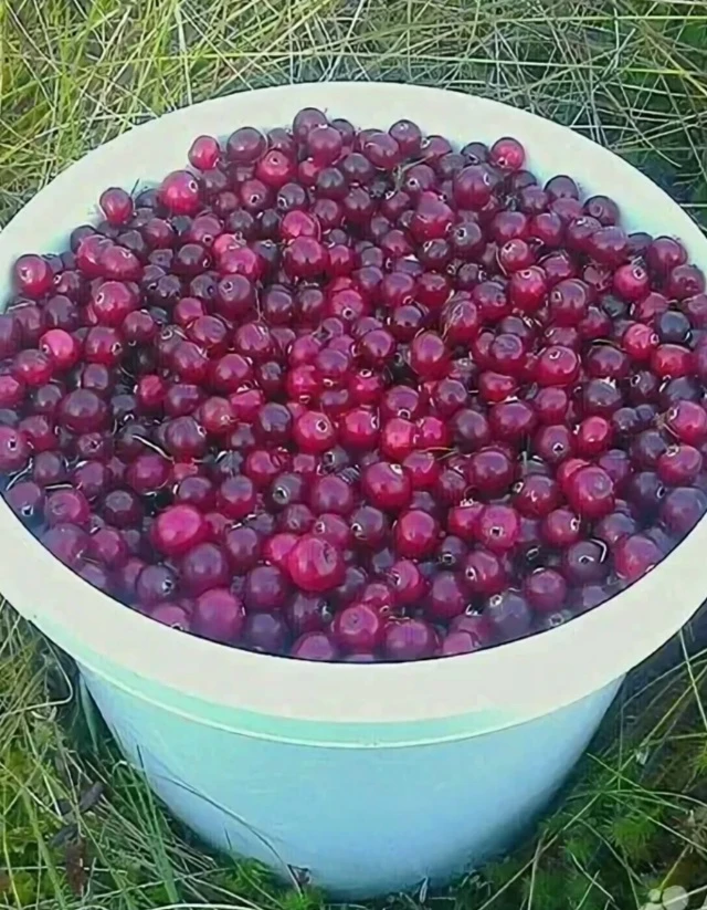 В продаже есть свежесобраная клюква , крупная сухая без мусора.