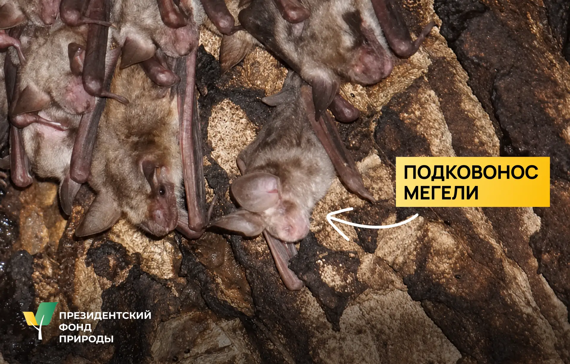 🦇 Делимся радостной новостью из Дагестана: подковонос Мегели вновь размножается в пеще...
