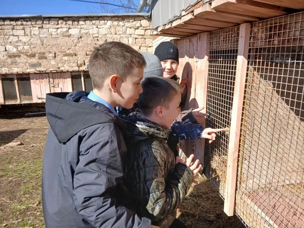 На уроке "Мир природы и человека" ученики 4 класса изучают домашних животных (кроликов)
