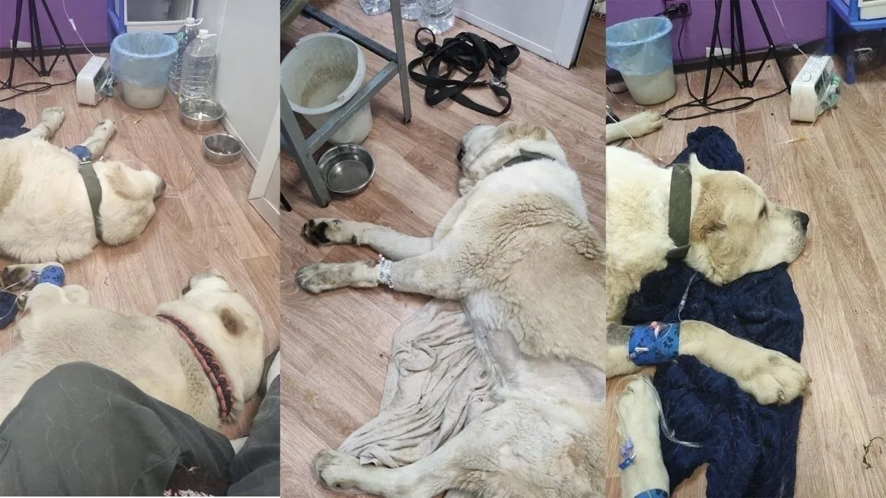 🐕 Начата проверка сообщений о гибели собак после вакцинации «Мультикан-8»