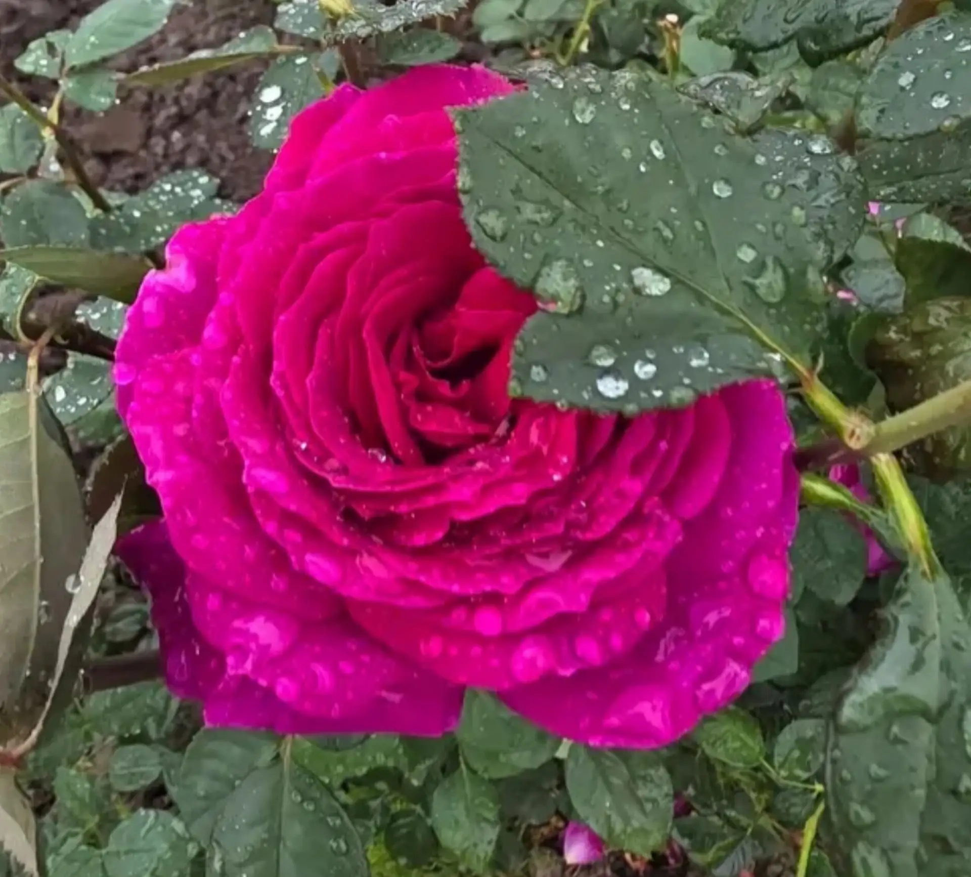 Роза  🌹 Биг Перпл