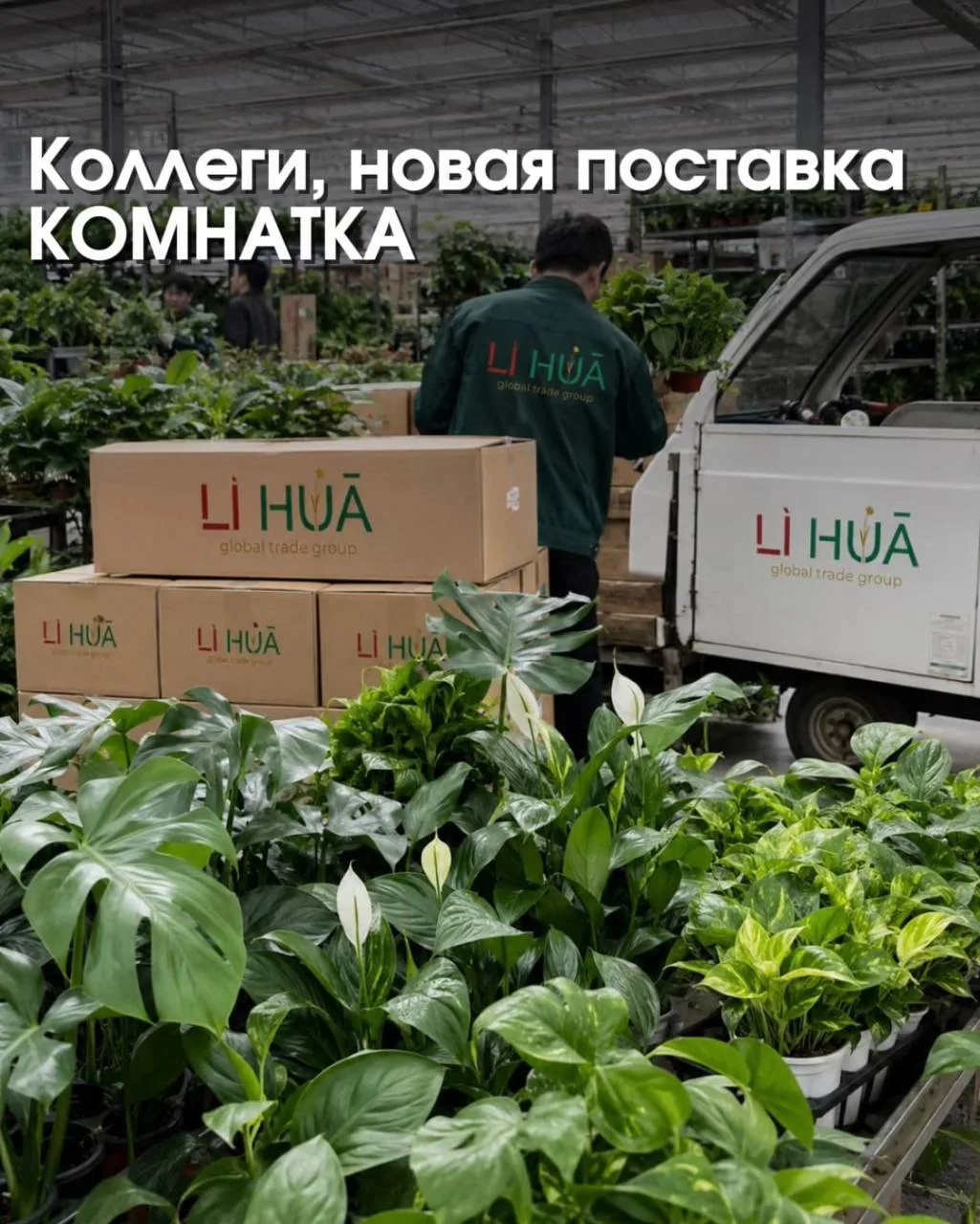 Коллеги, новая поставка КОМНАТКИ 🌸

Дедлайн
Сбор заказов — до 20.06 включительно.

Плановый приход: