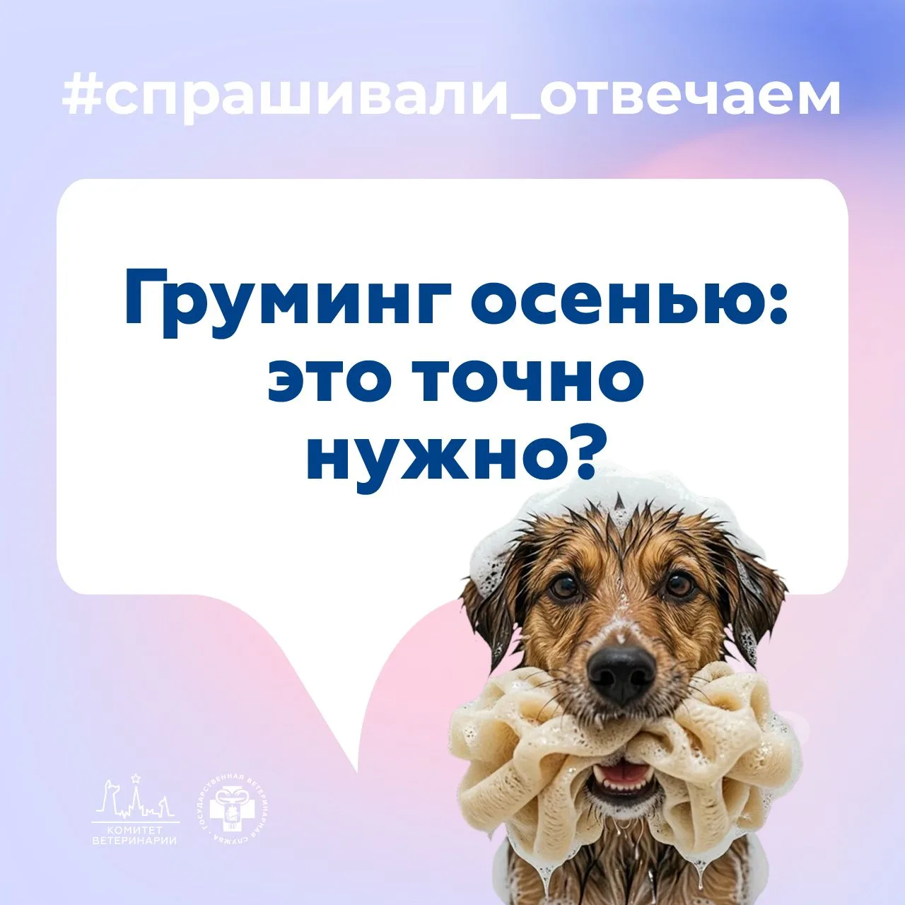 Иногда владельцы сомневаются в необходимости мыть и вычёсывать питомца осенью: холодно же!