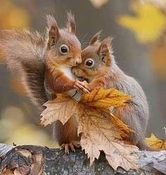 🍂 Знаете ли вы, что осенью у белок буквально растёт мозг? 🧠Учёные выяснили: в преддве...