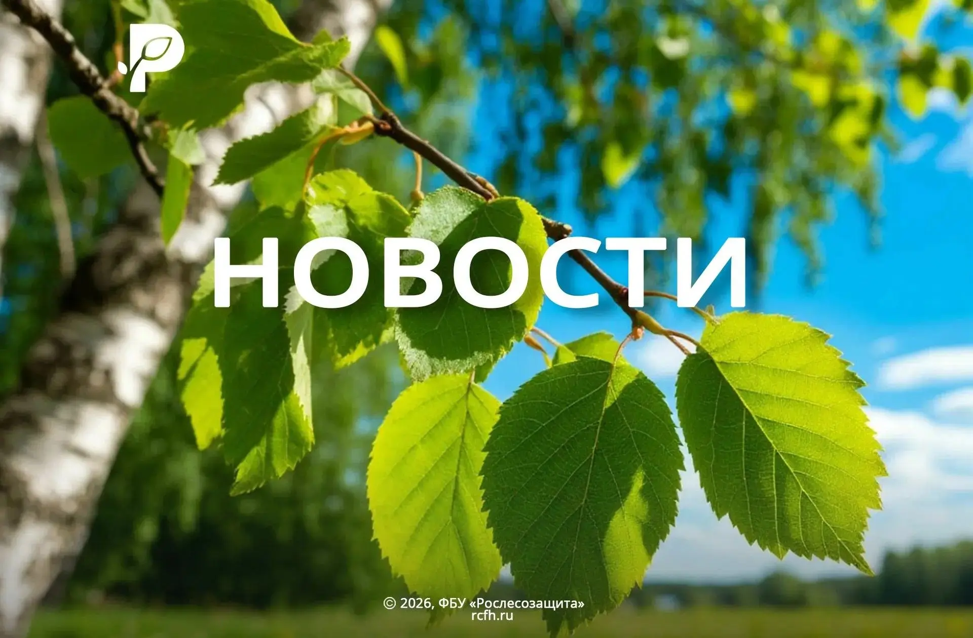 🟢 В Центре защиты леса Калужской области продолжают работу по внесению данных о меропр...