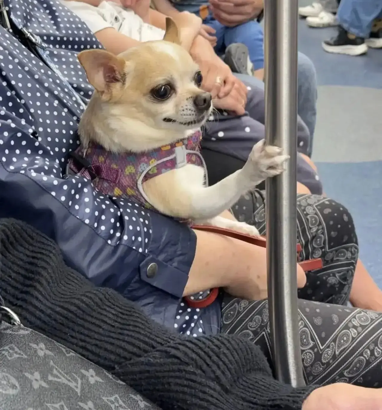 🥰 Видно, что знает правила безопасности в транспорте

НЕ ЗАБУДЬ ПОДПИСАТЬСЯ ⤵️