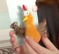 Помните мы покупали петушка для Марца?