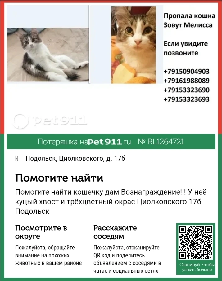 В Кутузово пропала кошечка