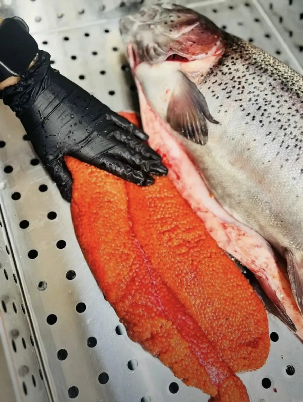 🎣  ФОРЕЛЬ С ИКРОЙ весом 4-8 КГ по 1500 ₽/кг