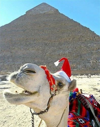 Этот Новый год встречаем в Египте!🇪🇬🎁