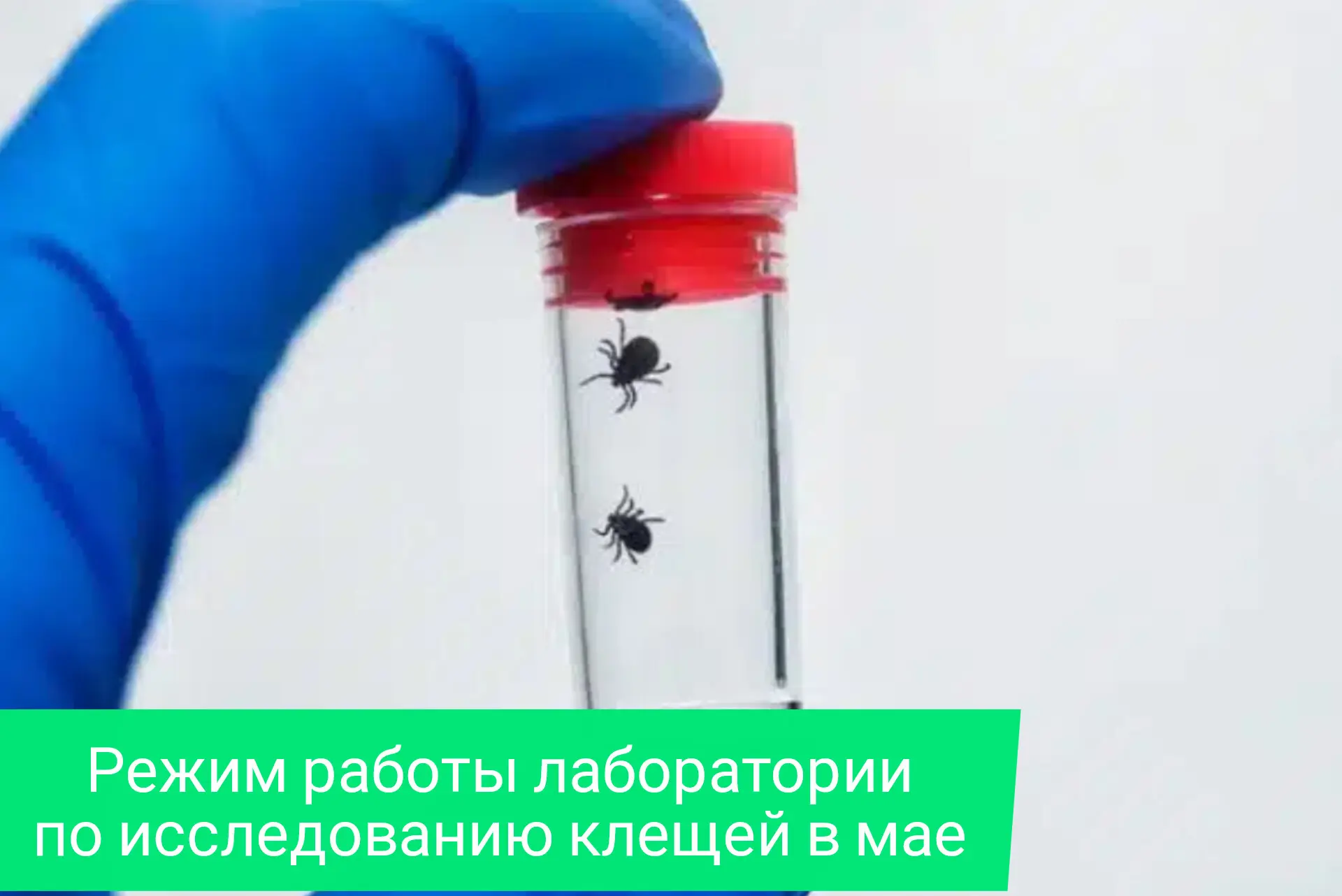 ⚠️ Важно: лаборатории по исследованию клещей работают в майские праздники!