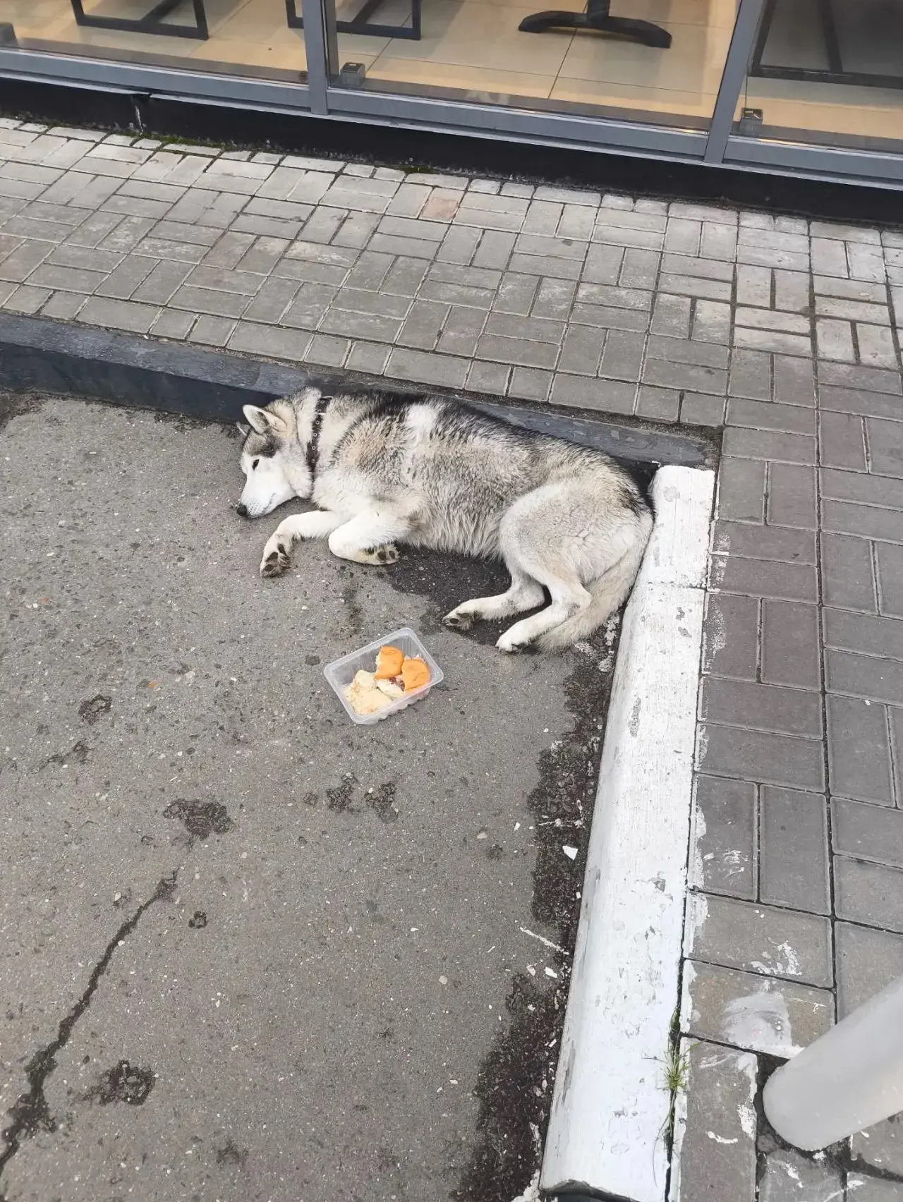 Здравствуйте, на заправке Нефтьмагистраль лежит собака порода Хаски( на лапе рана )