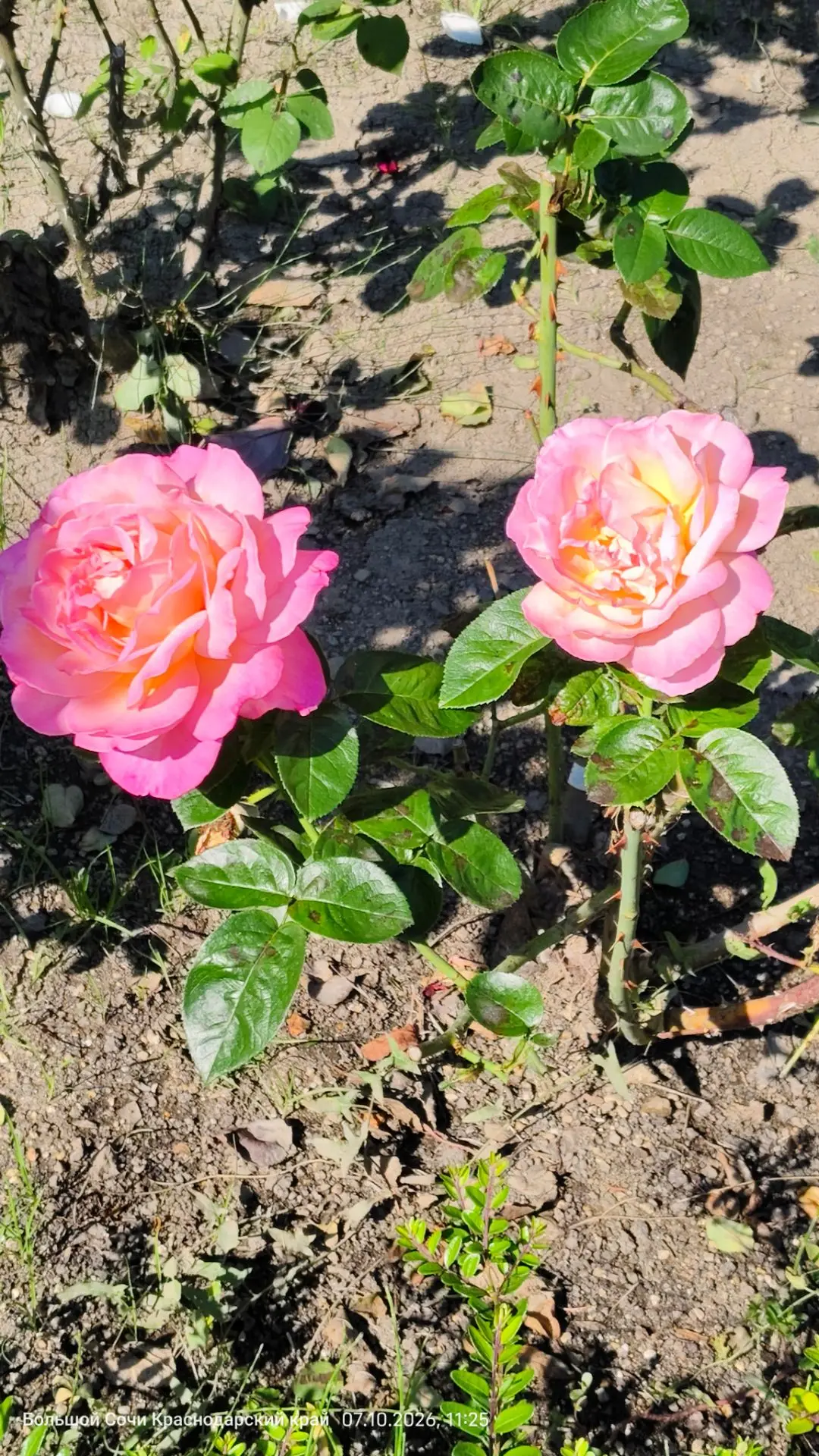 Ваши любимые розочки 🌹❤️