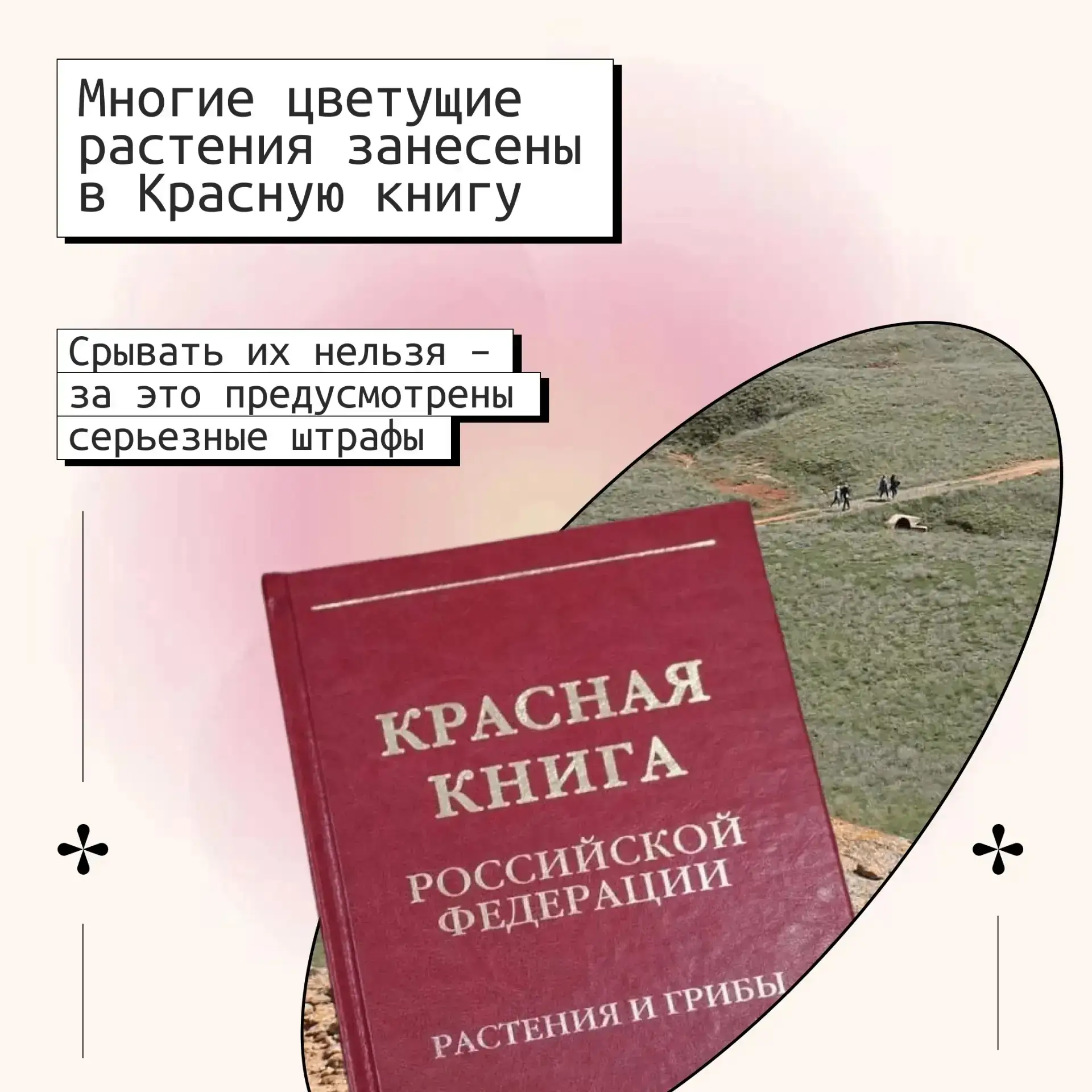 Весной астраханская степь зацветает