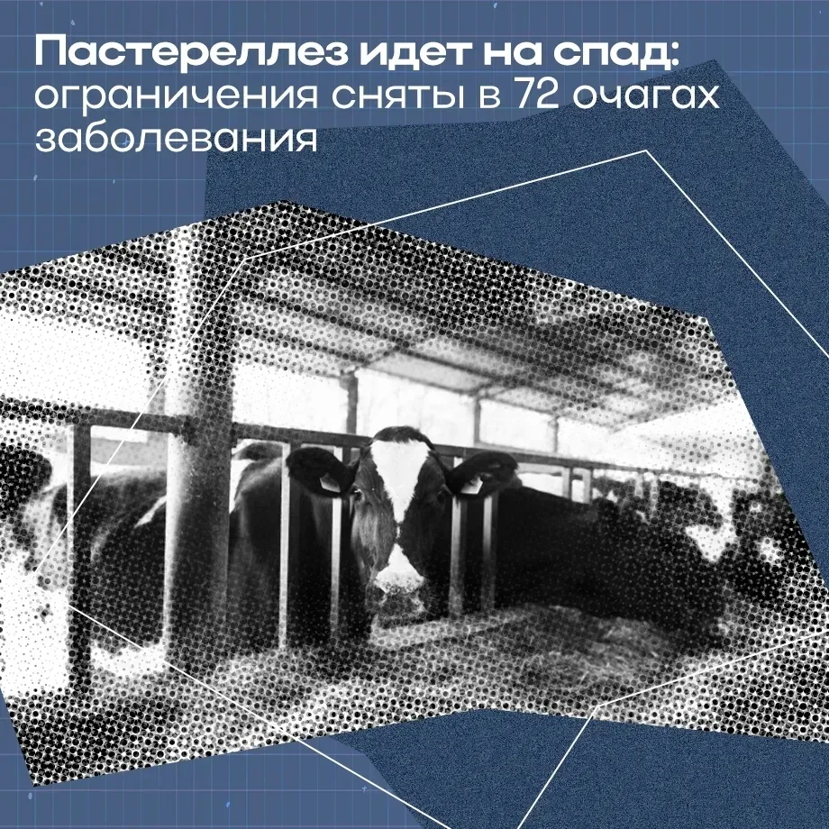 Онгудай | Горно-Алтайск | Майма | Чемал🏡  Поэтапная отмена ограничений по пастереллезу началась в Ре