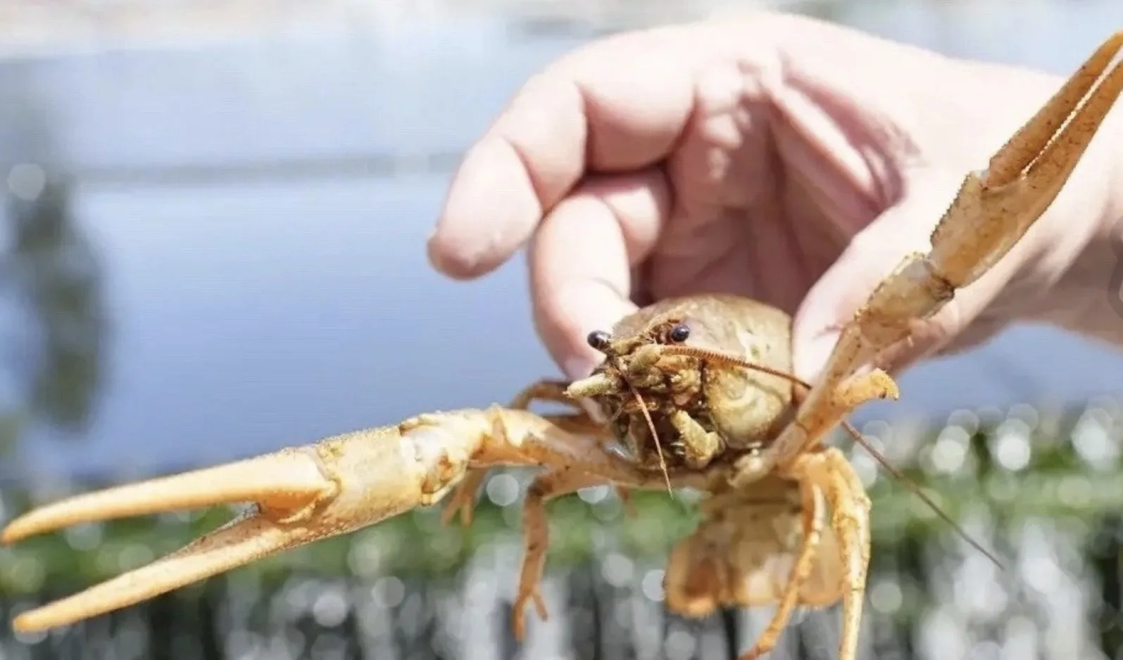 🦞В Нижнем Новгороде проверяют воду с помощью раков

 Да-да, тех самых, которые любят жить только в 