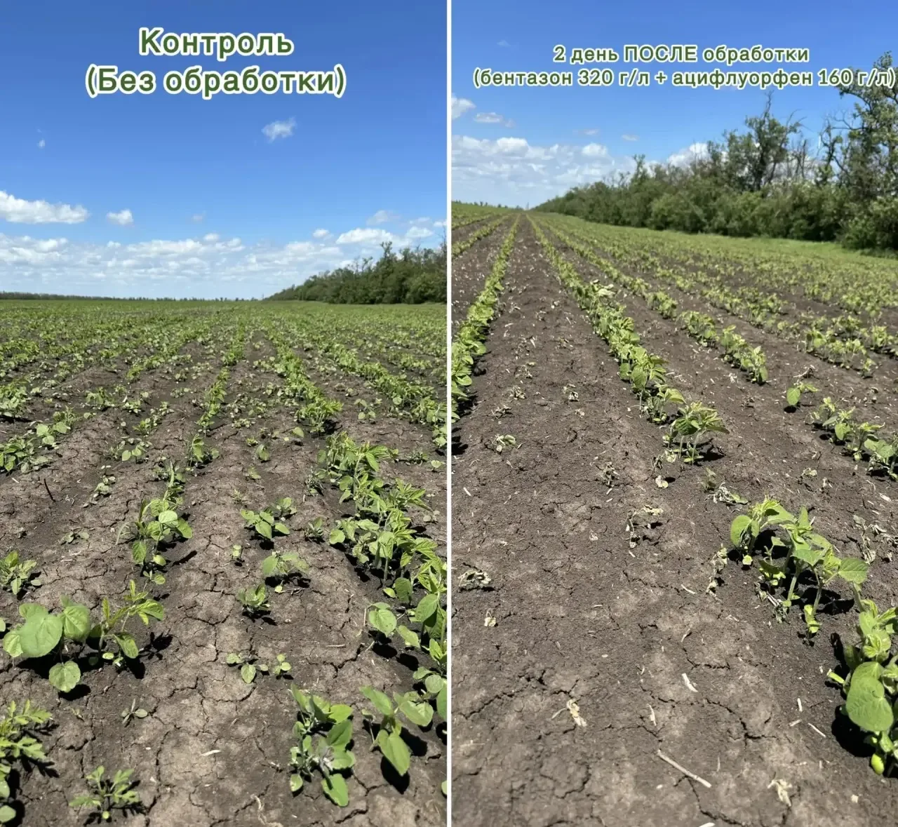 📸 Делимся наблюдениями с поля после обработки.