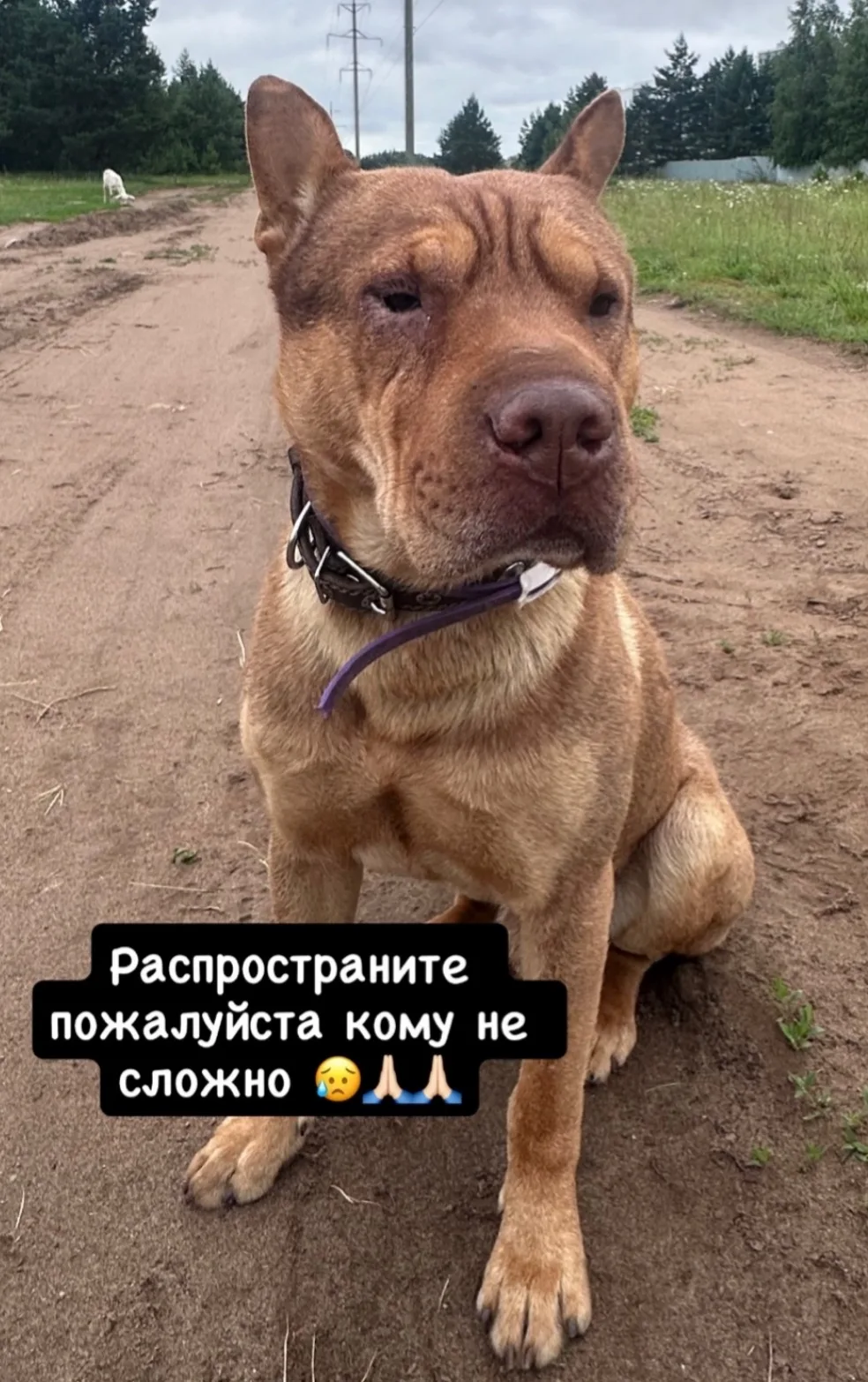 Ищем Каспера, может кто то видел. В городе или в сторону ОЭЗ.