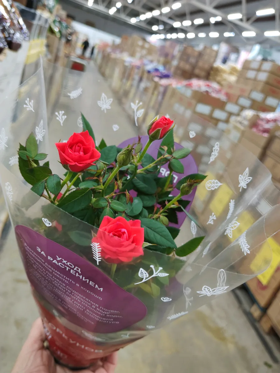 В "Светофоре" в продаже горшечная Роза (сорт Кордана) от тепличного хозяйства «Горкунов...