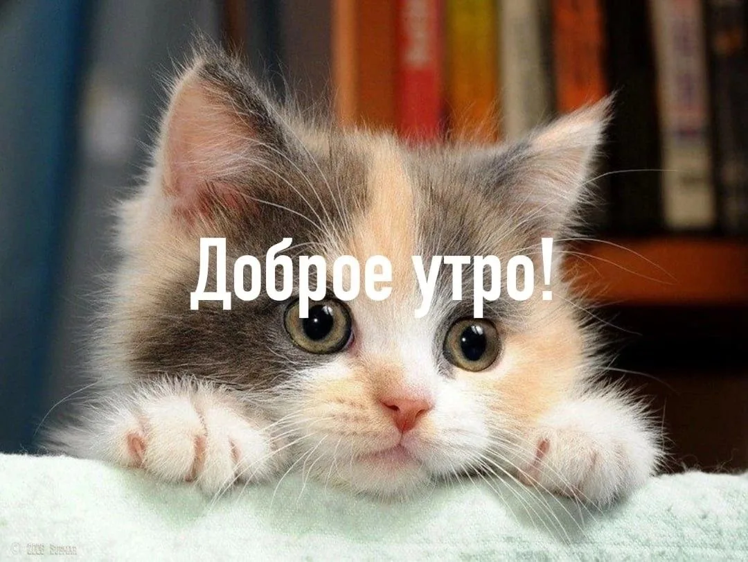 Доброе утро! 💛
Давайте начнём день с позитива)

Напишите в комментариях одну вещь, за которую вы се