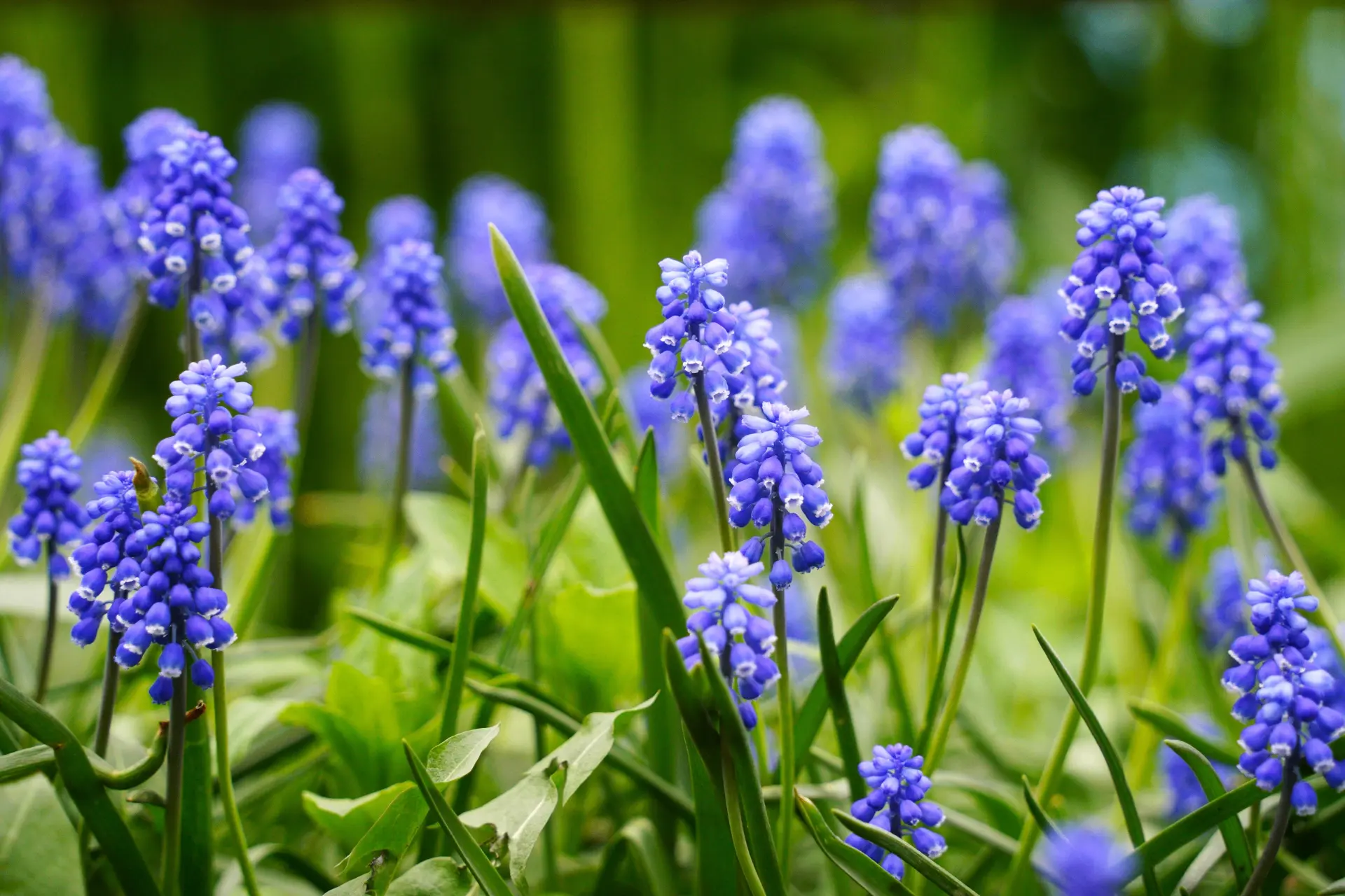 Ухудшение погоды не мешает Вологде цвести и радовать глаз 🌷