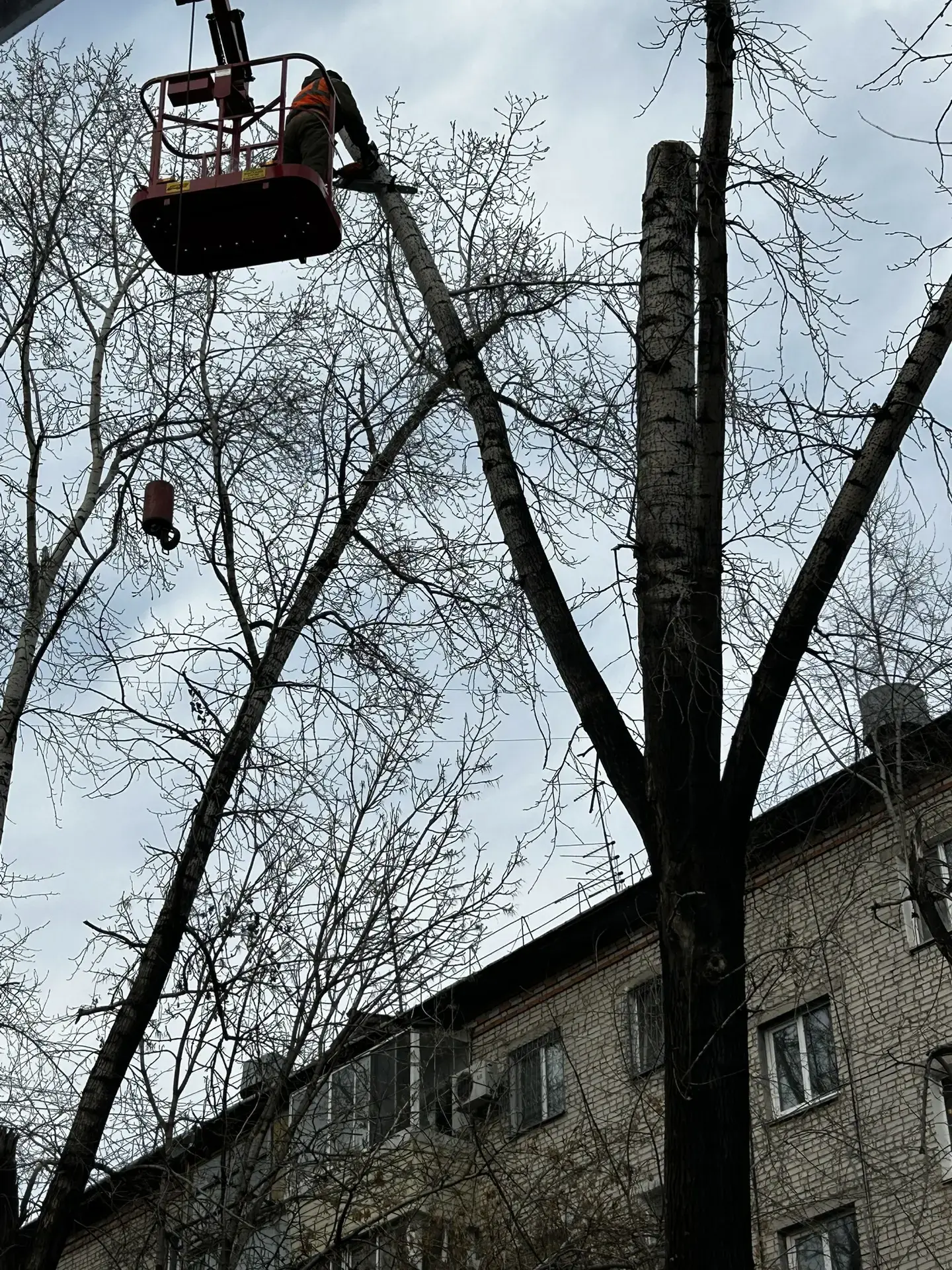 Наша компания начала спил аварийных деревьев во дворах домов. Как организовать спил деревьев на МКД:
