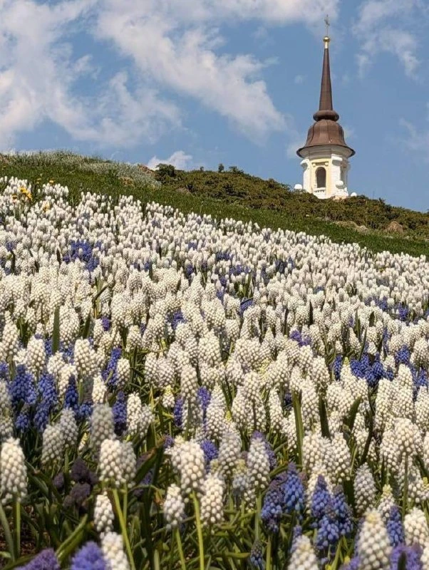 🌸 Где любоваться цветением в Москве  🌿 Мускари 📍 Зарядье 📍 Аптекарский огород  🍎 Яблони 📍 Коломенско