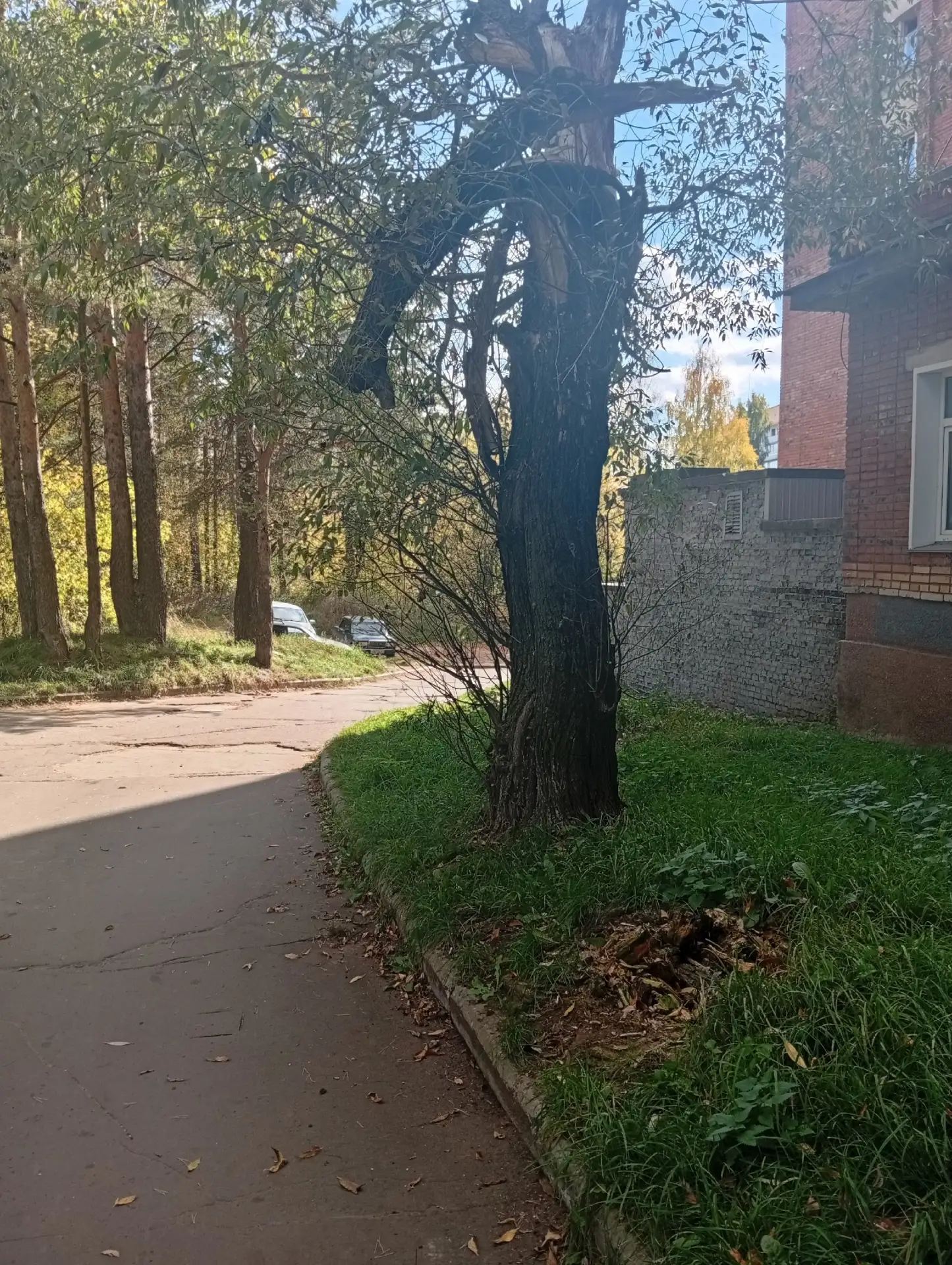 Часть значит убрали и довольны. А это кто будет убирать? 🤔Ждем пока отсохнет и на голо...