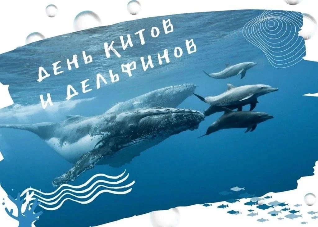 День китов и дельфинов
Море волнует человека не только своей загадочностью, но и богатым подводным м
