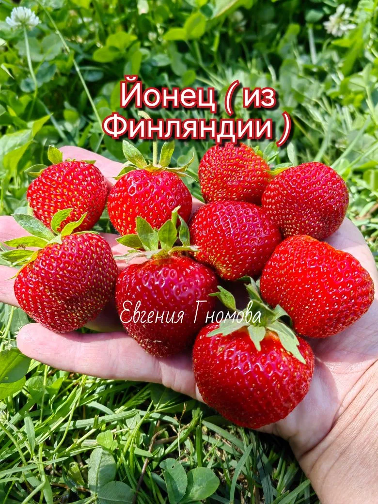 Заказы на саженцы клубники на осень больше не принимаются ❗
