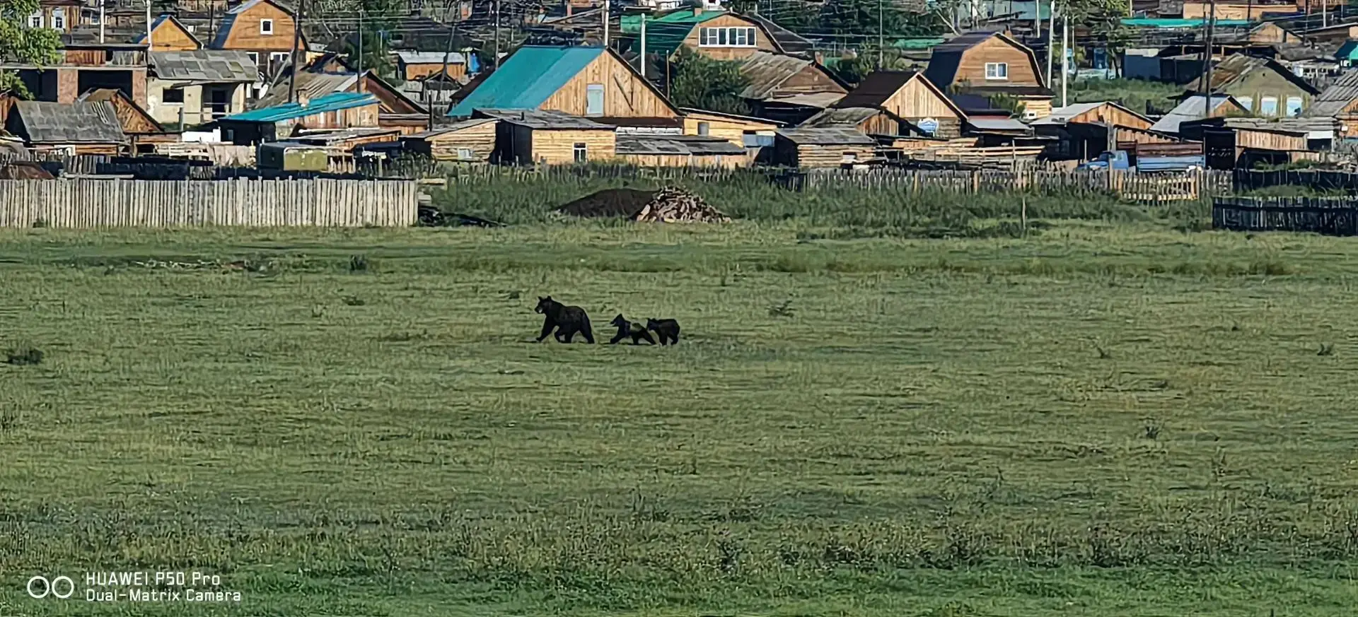 Утренний сюрприз в Баяндае 🐻