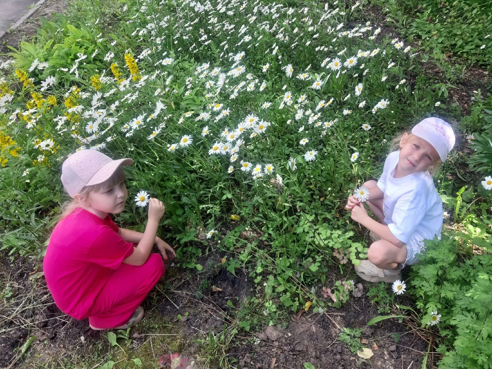🌼🌼🌼24 июня- День ромашки.
Нарядные платьица,
Жёлтые крошки.
Ни пятнышка нет
На красивой одежде.
Т