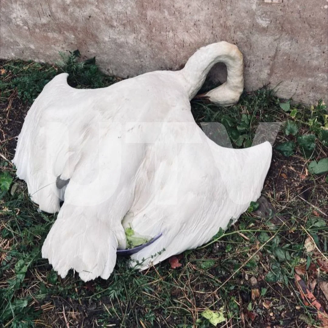 🦢 Браконьеры убили краснокнижного лебедя-кликуна в Оренбуржье
