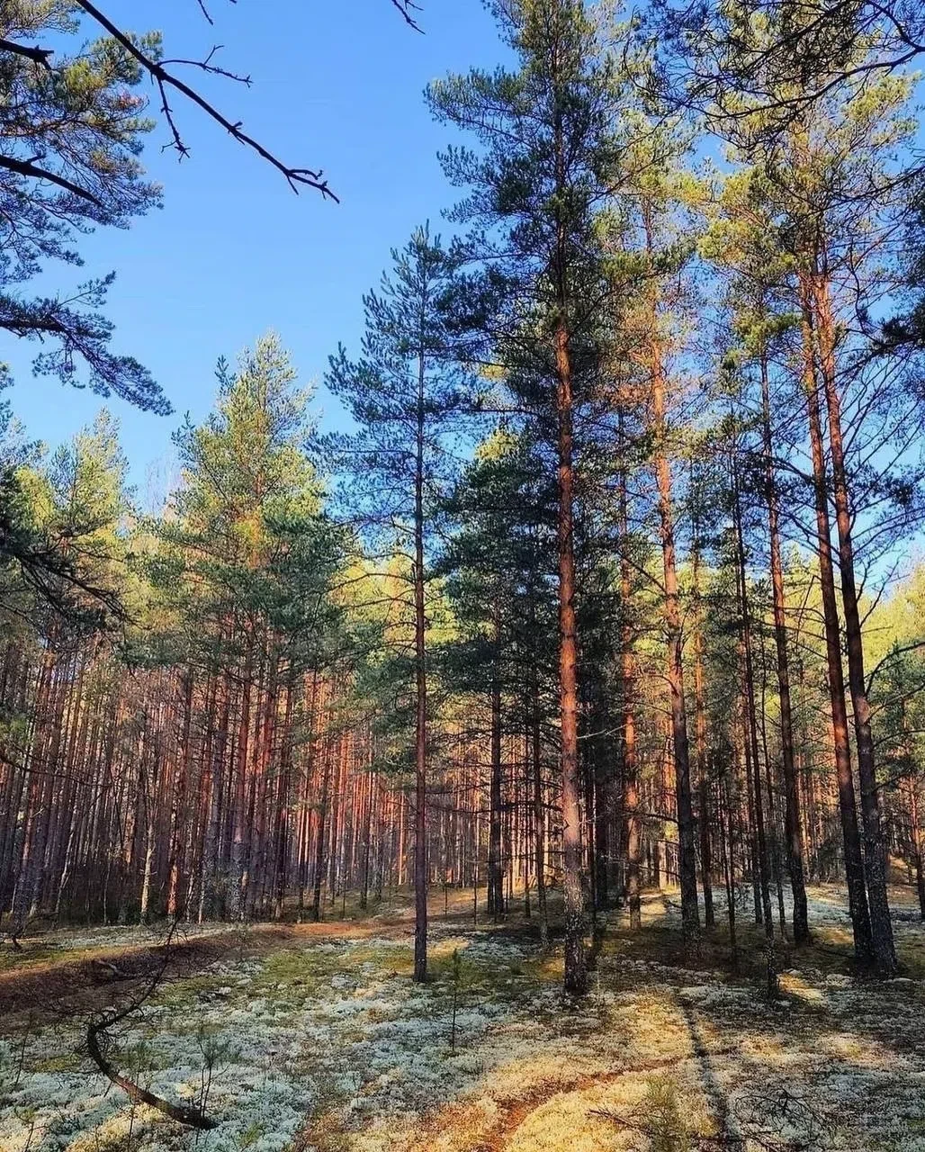 Живописное место 🌾Экологическая тропа «Лесные дали». с песчаными холмами, озерами и бе...