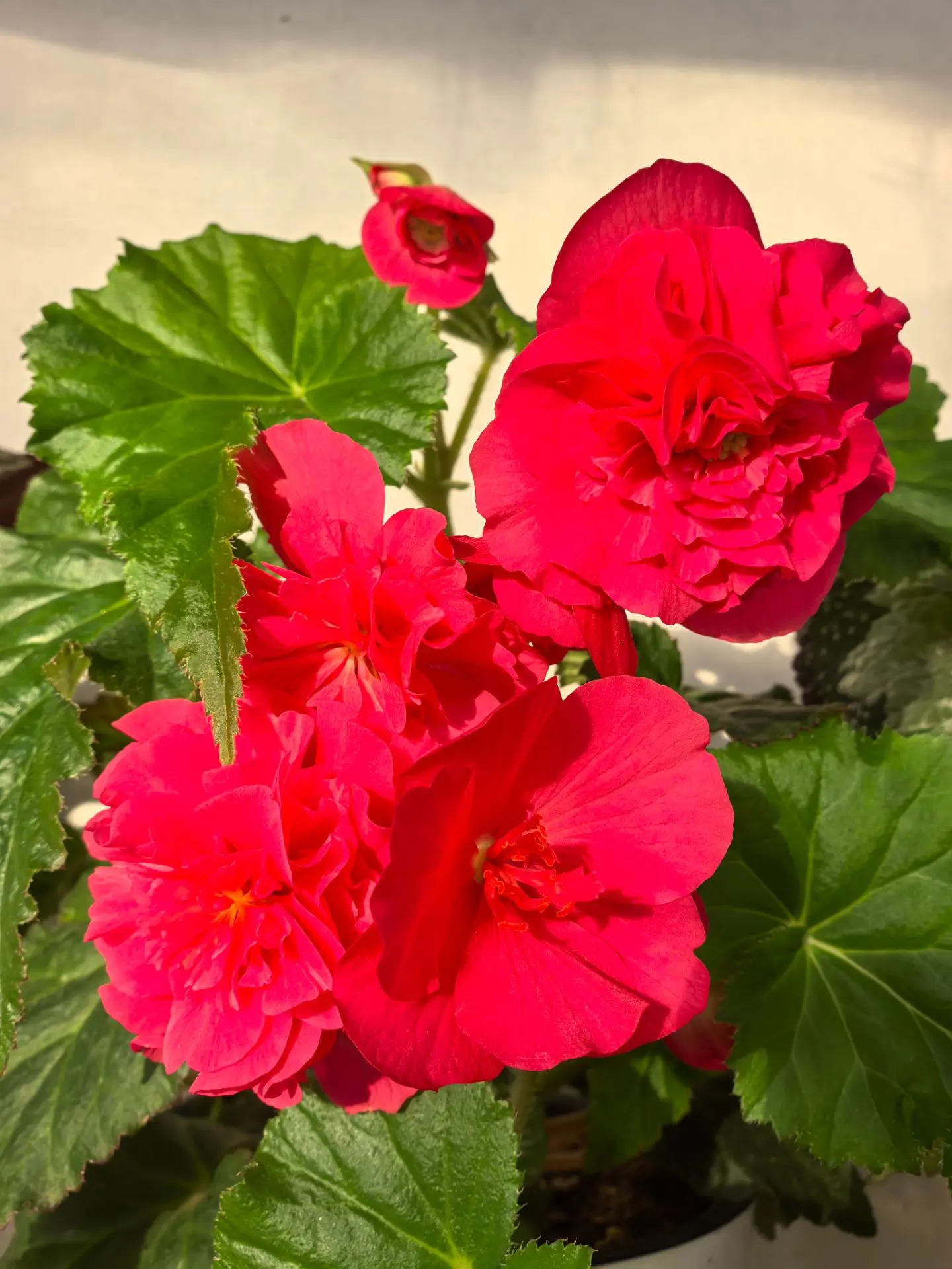 Доброе утро! 🤗
Июльское цветение. 🌸