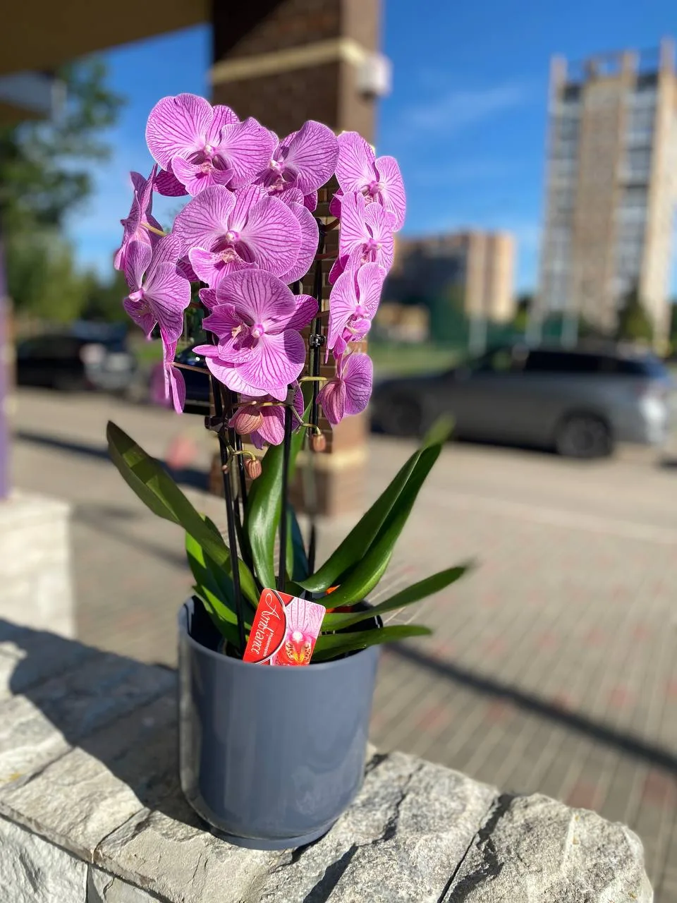 Начали привоз горшечных растений к дню знаний 🌱