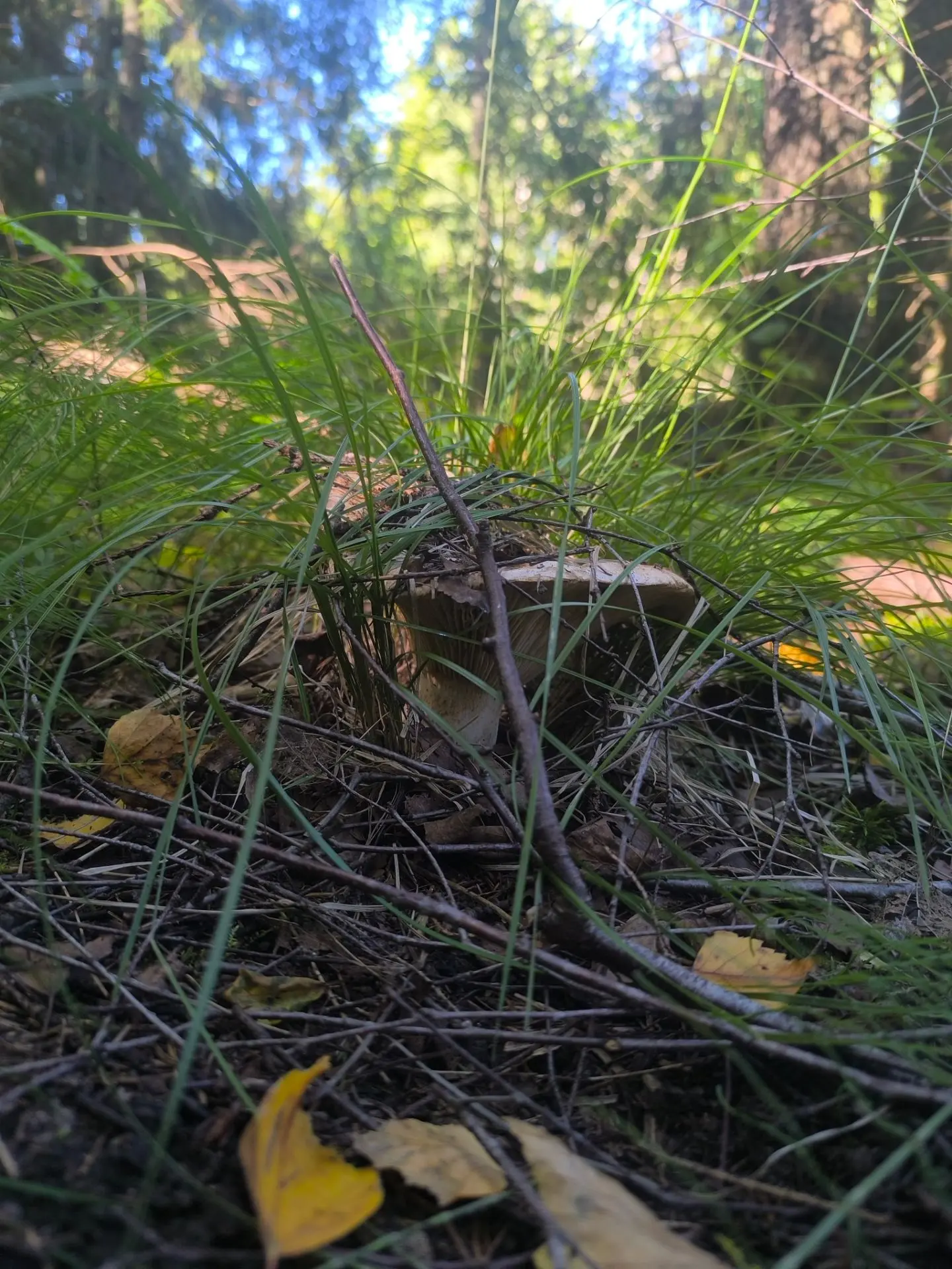 Лесотерапия🍄‍🟫

#проресурсы