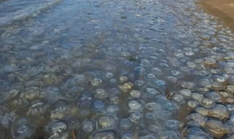 В июле в Азовском море запускают научный эксперимент по отлову медуз. Ловить их собирается ВНИИ рыбн