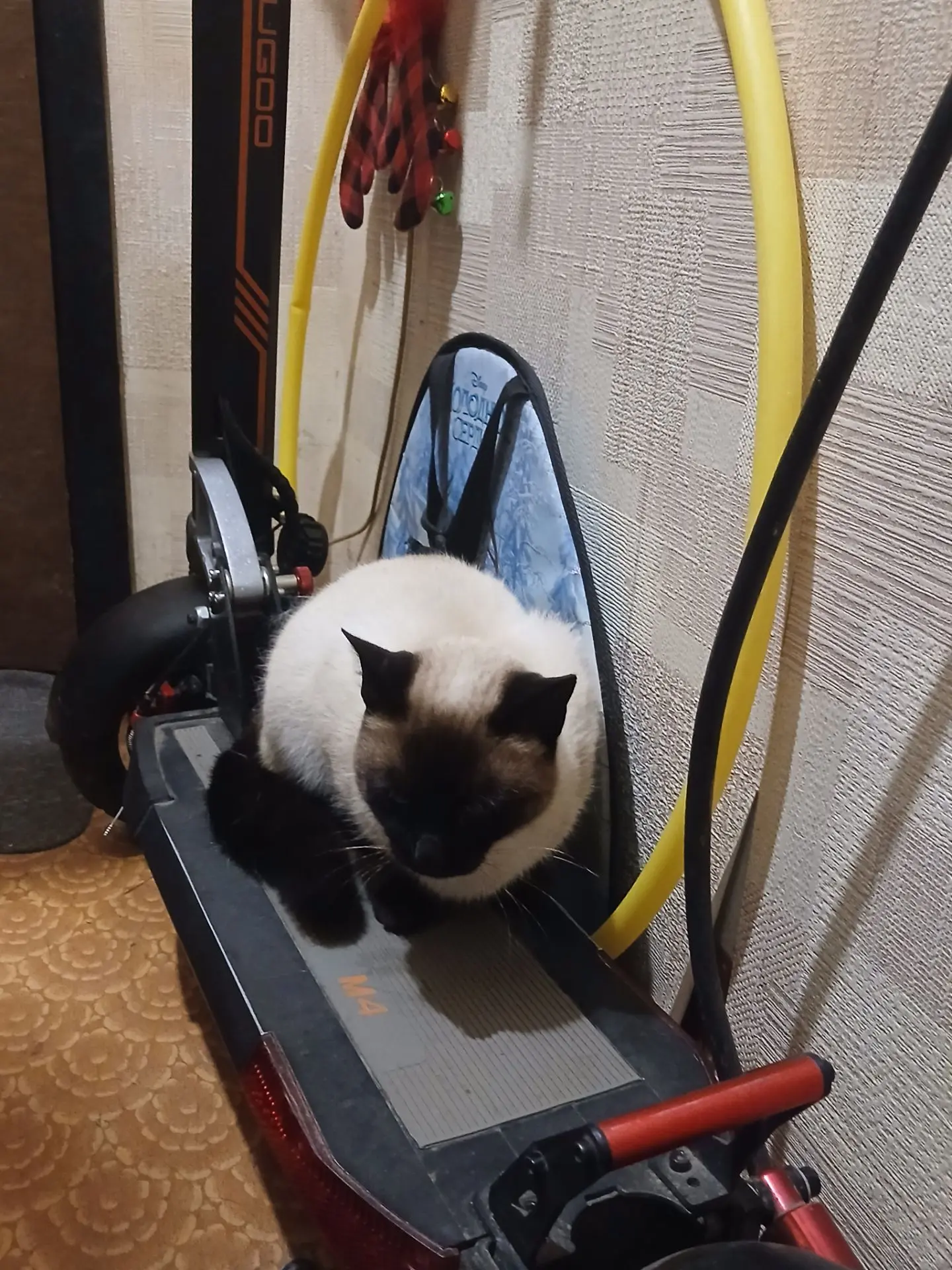 ЧЬЯ❓️КОШКА