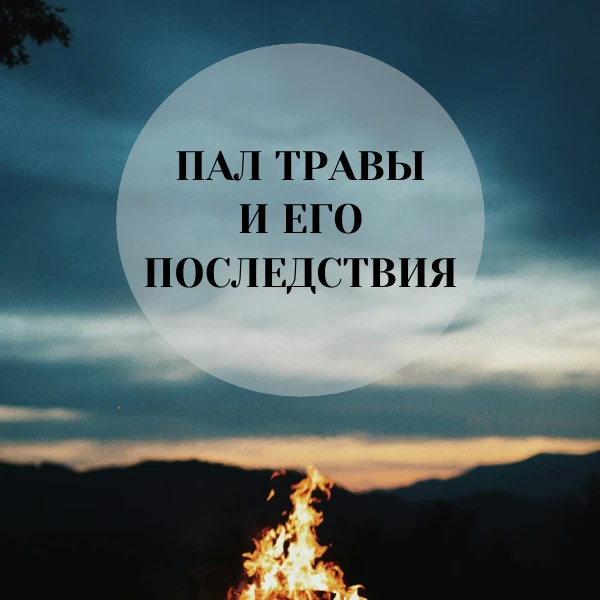 Поджигание сухой травы и разведение костров в неположенных местах — серьезное нарушение правил пожар