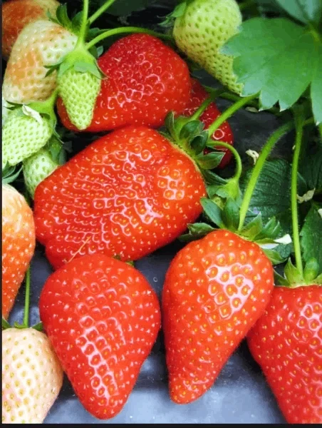 🍓Как и обещала небольшой обзор по сортам клубники.🍓
